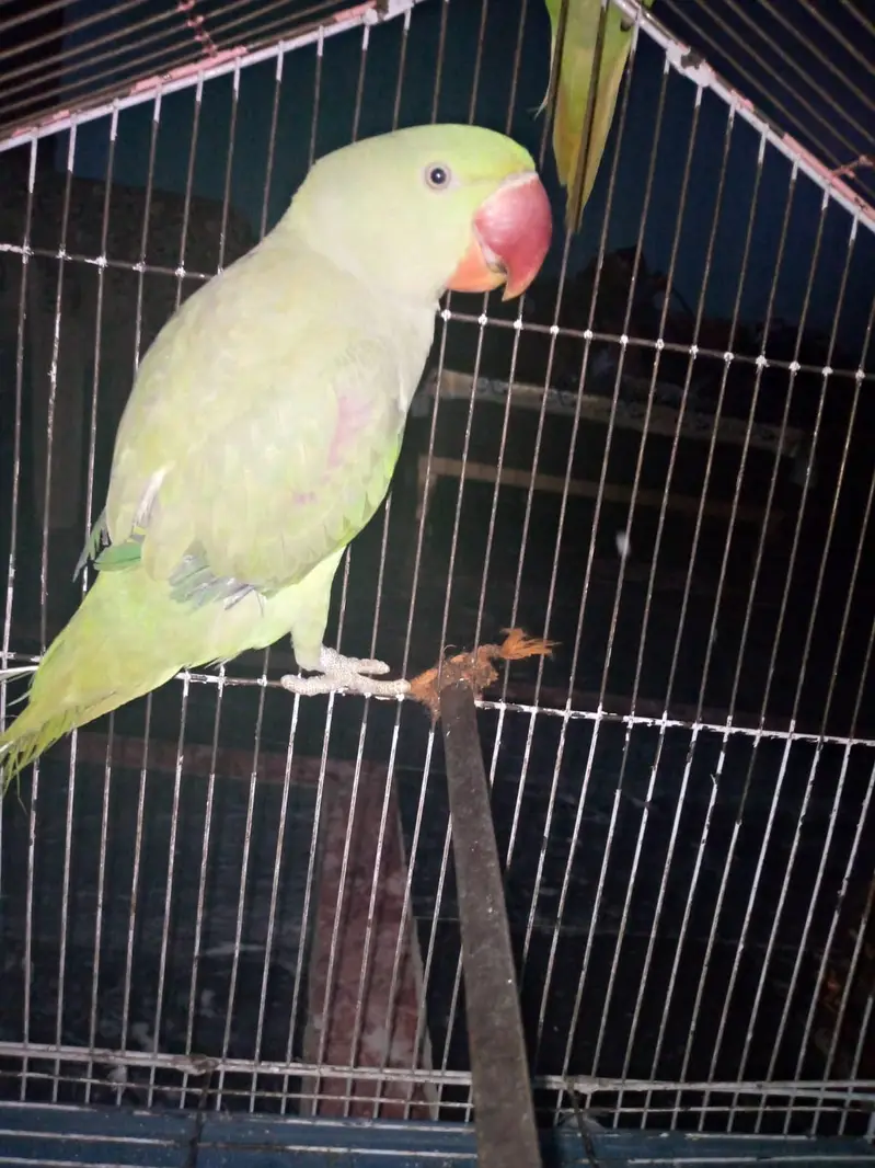Pair of Healthy Parrots for Sale — photo 6