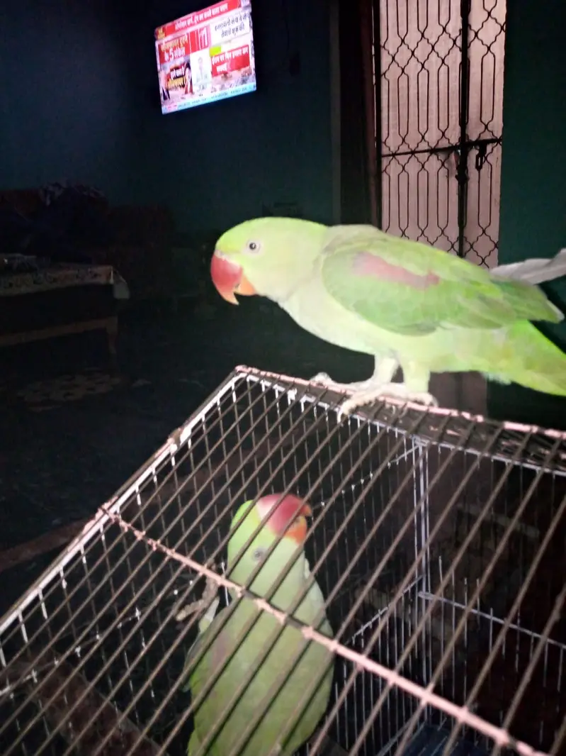 Pair of Healthy Parrots for Sale — photo 7