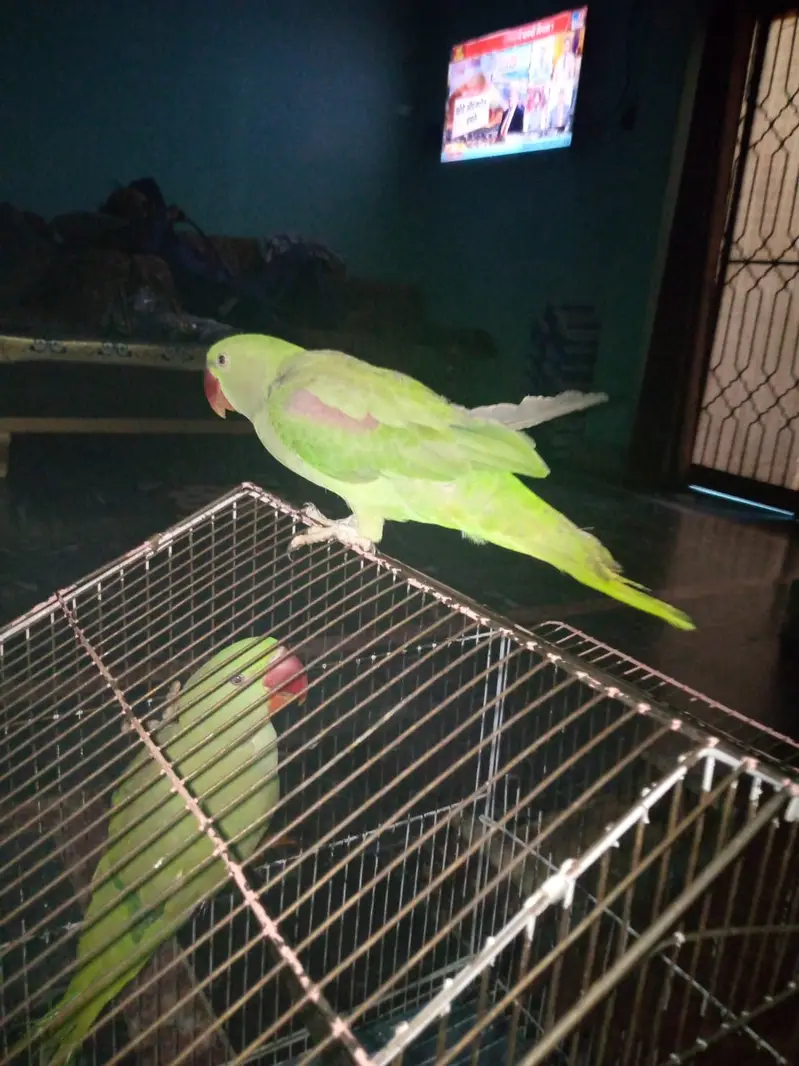 Pair of Healthy Parrots for Sale — photo 8