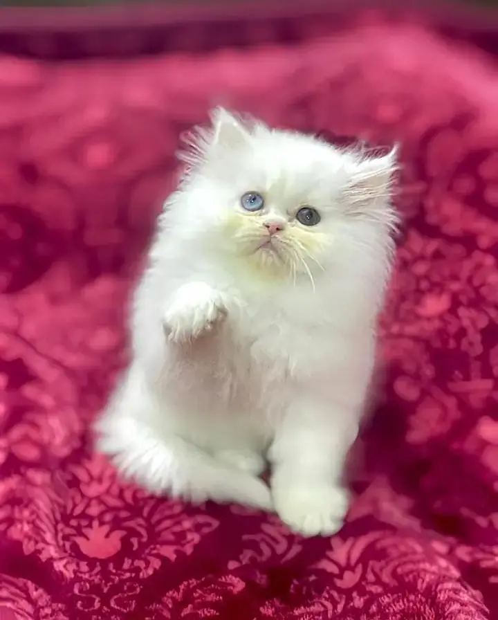 (Persian female kitten) (for sale all) (Pakistan delivery available) — photo 2