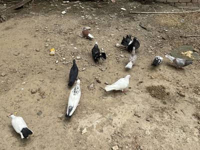 Fancy pigeons 03264309582
