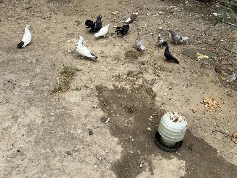 Fancy pigeons 03264309582 — photo 2
