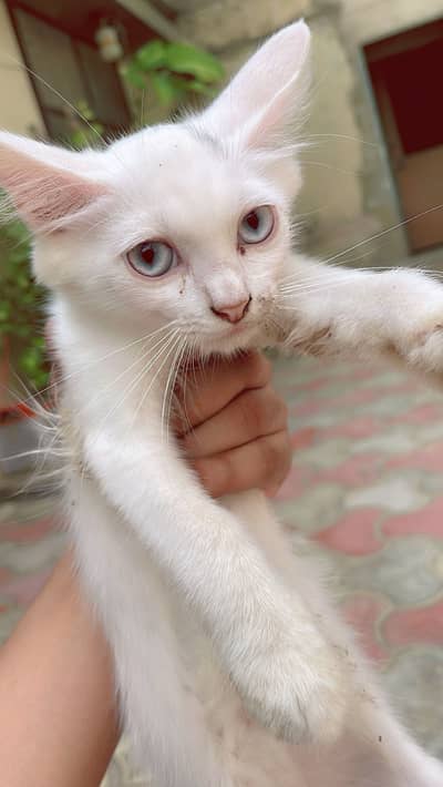 Persian Kittens