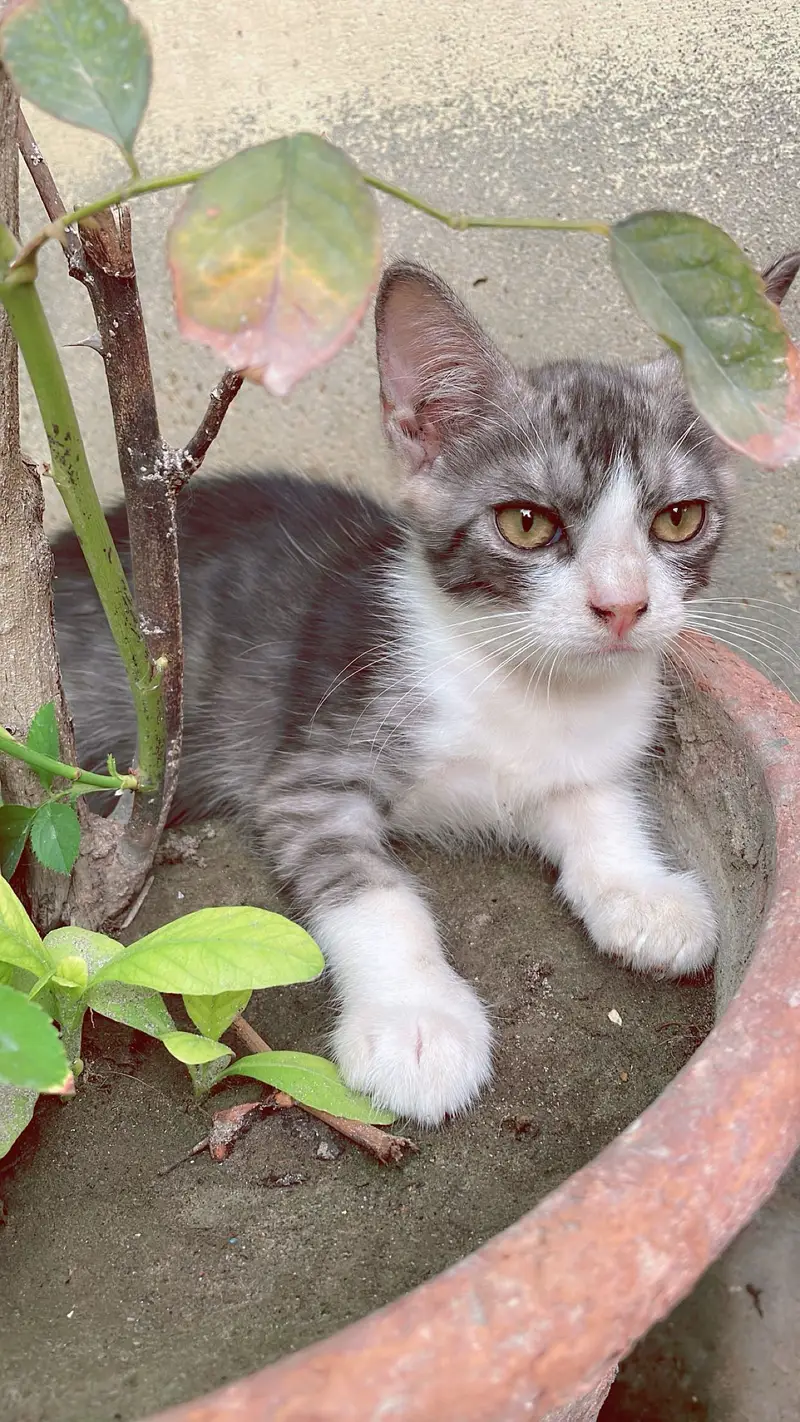 Persian Kittens — photo 2