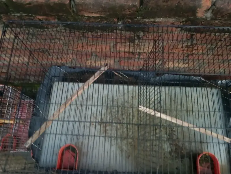 CAGE U — photo 2
