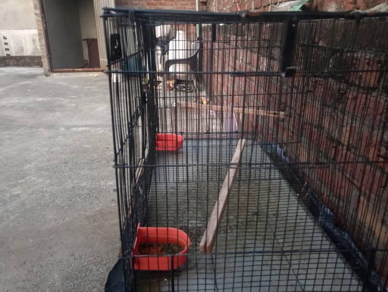 CAGE U 2