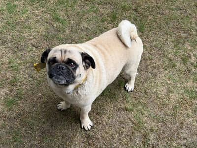 Pug Dog