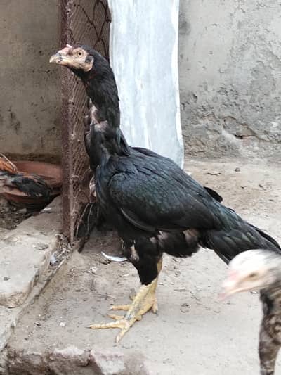 lasani madi for sale
