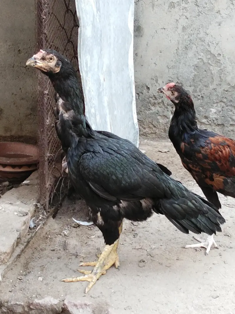 lasani madi for sale — photo 2