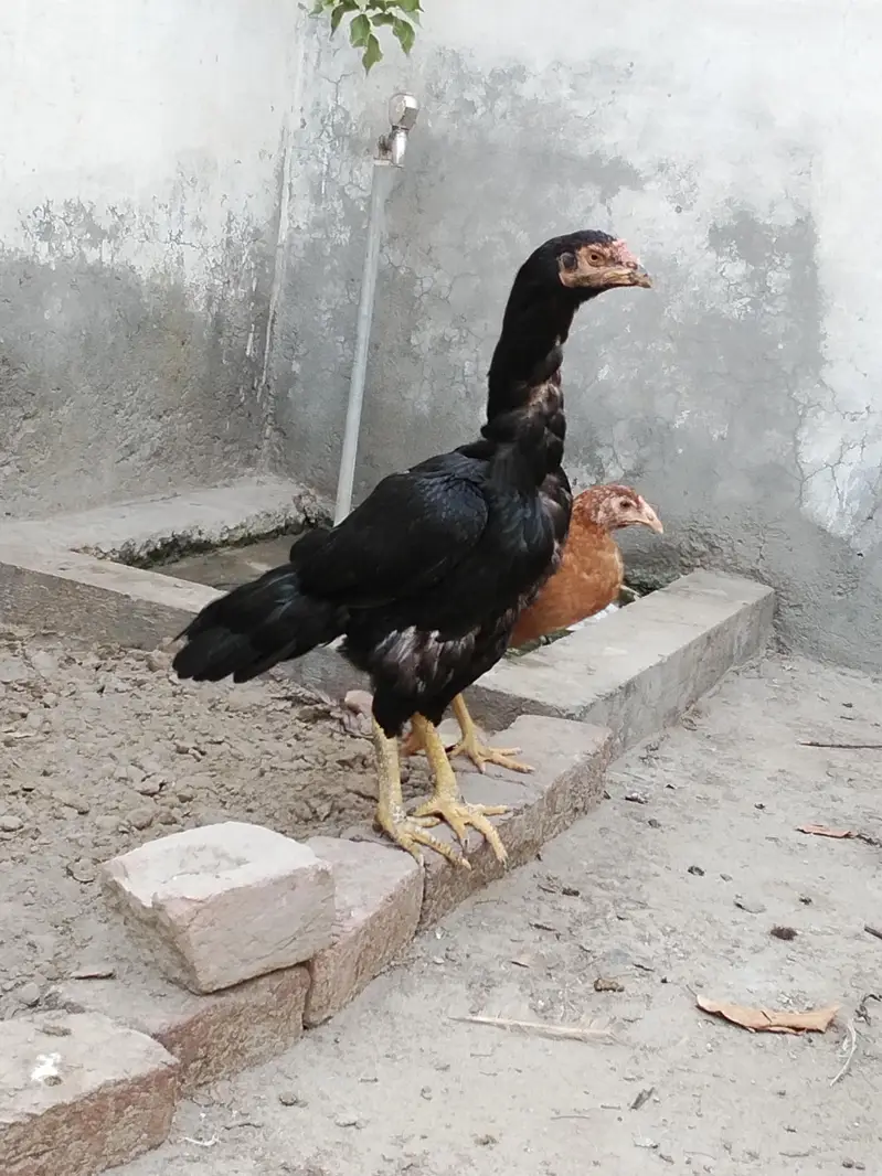 lasani madi for sale — photo 3