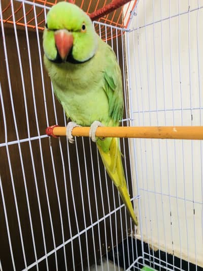 ringneck