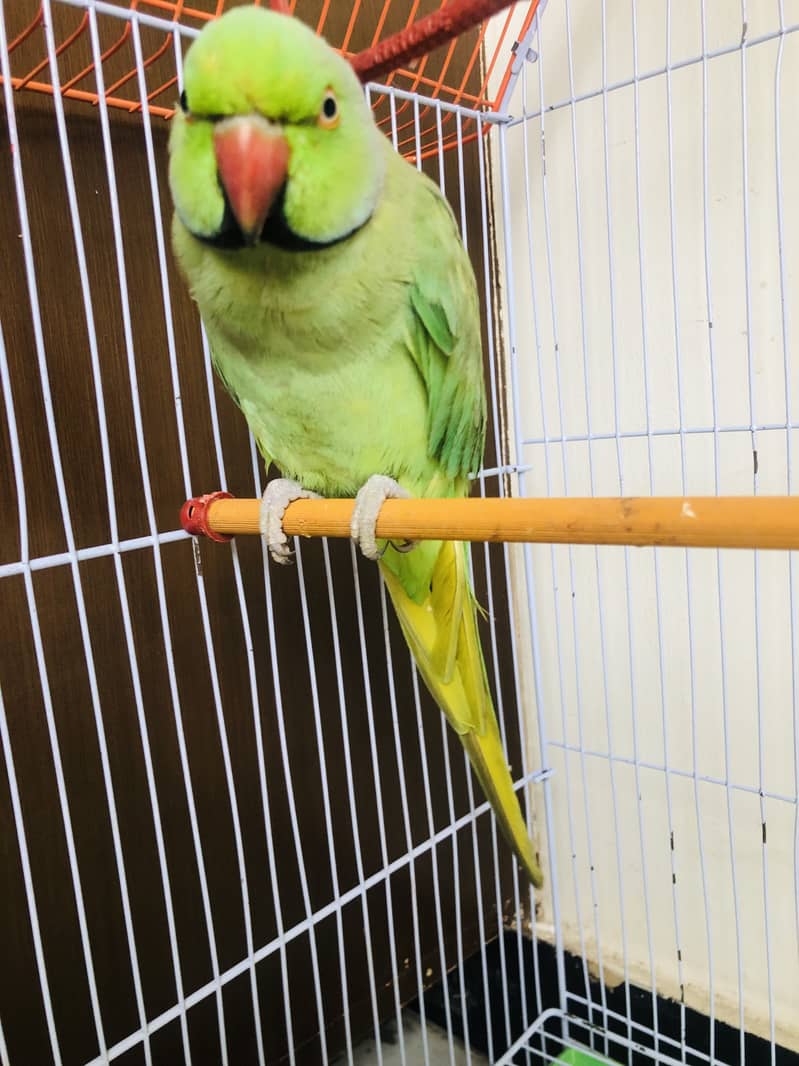 ringneck 0