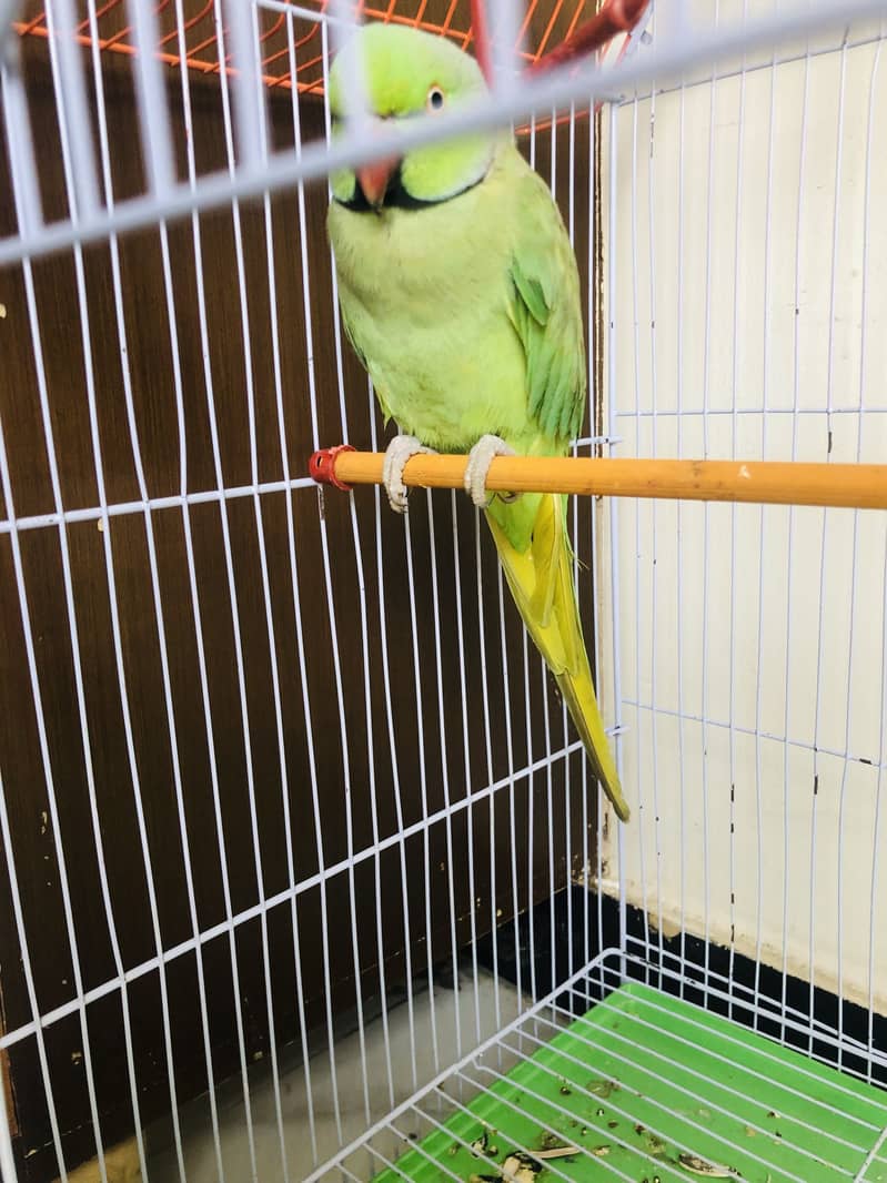 ringneck 1