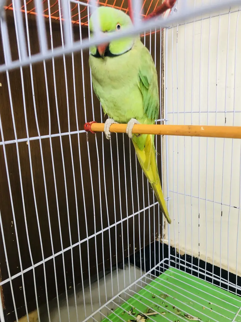 ringneck — photo 2