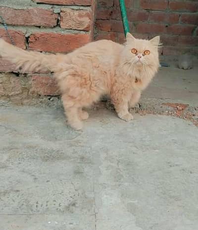 pregnant cat