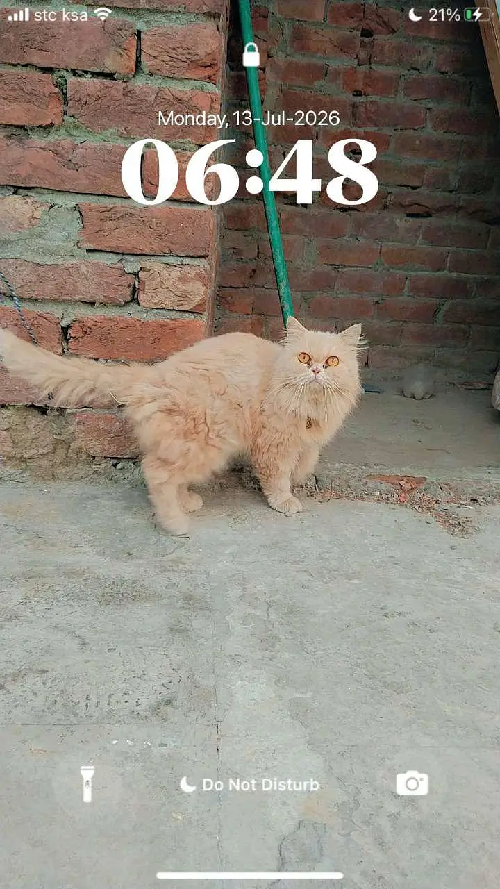 pregnant cat — photo 2