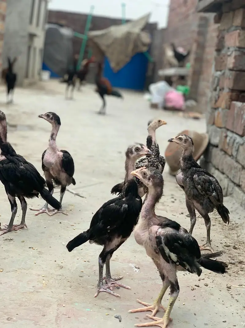 aseel Thai cross chick's — photo 2