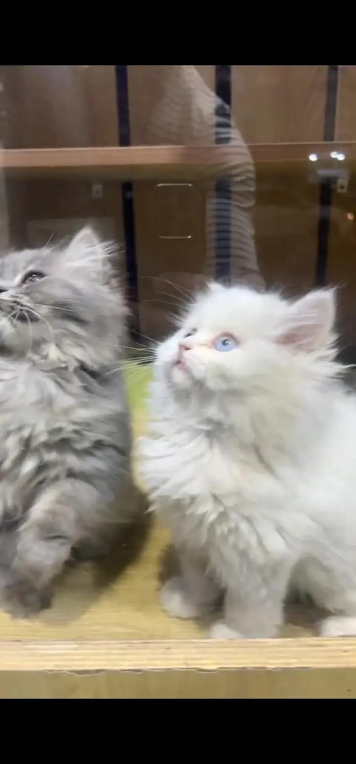 Quality Persian Punch face cat & kittens 03495425573 WhatsApp — photo 3