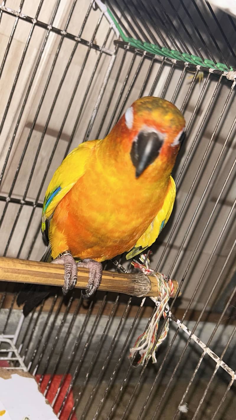 Sun Conures 1