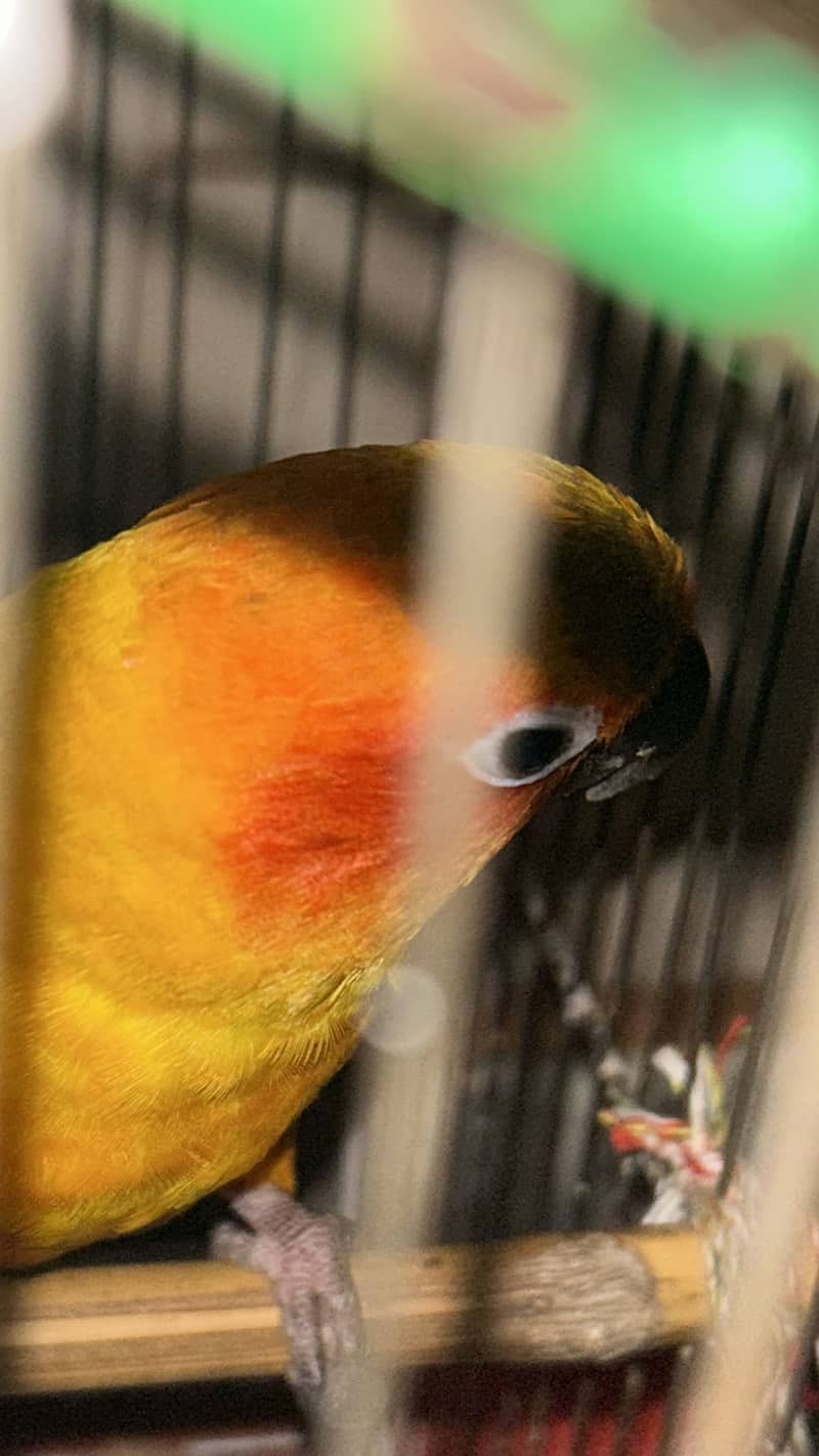 Sun Conures 2
