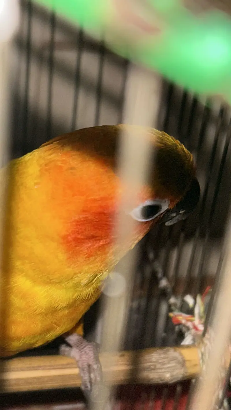 Sun Conures — photo 3