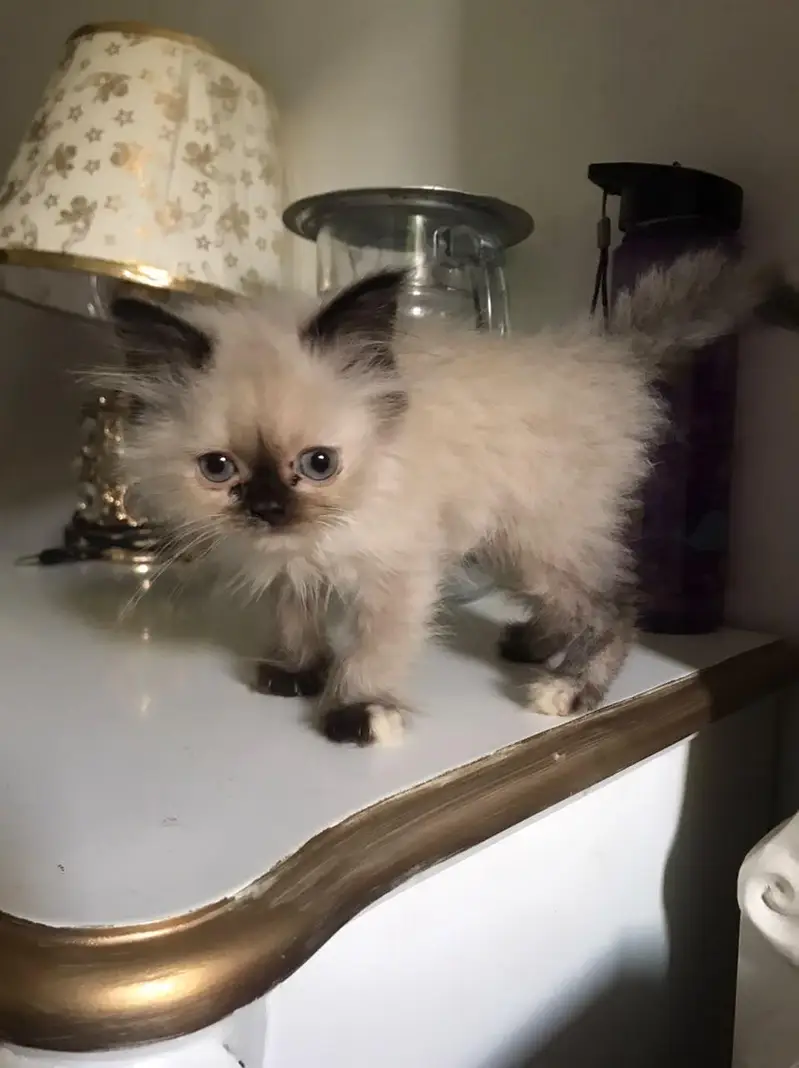 Triple coat Persian kittens — photo 4