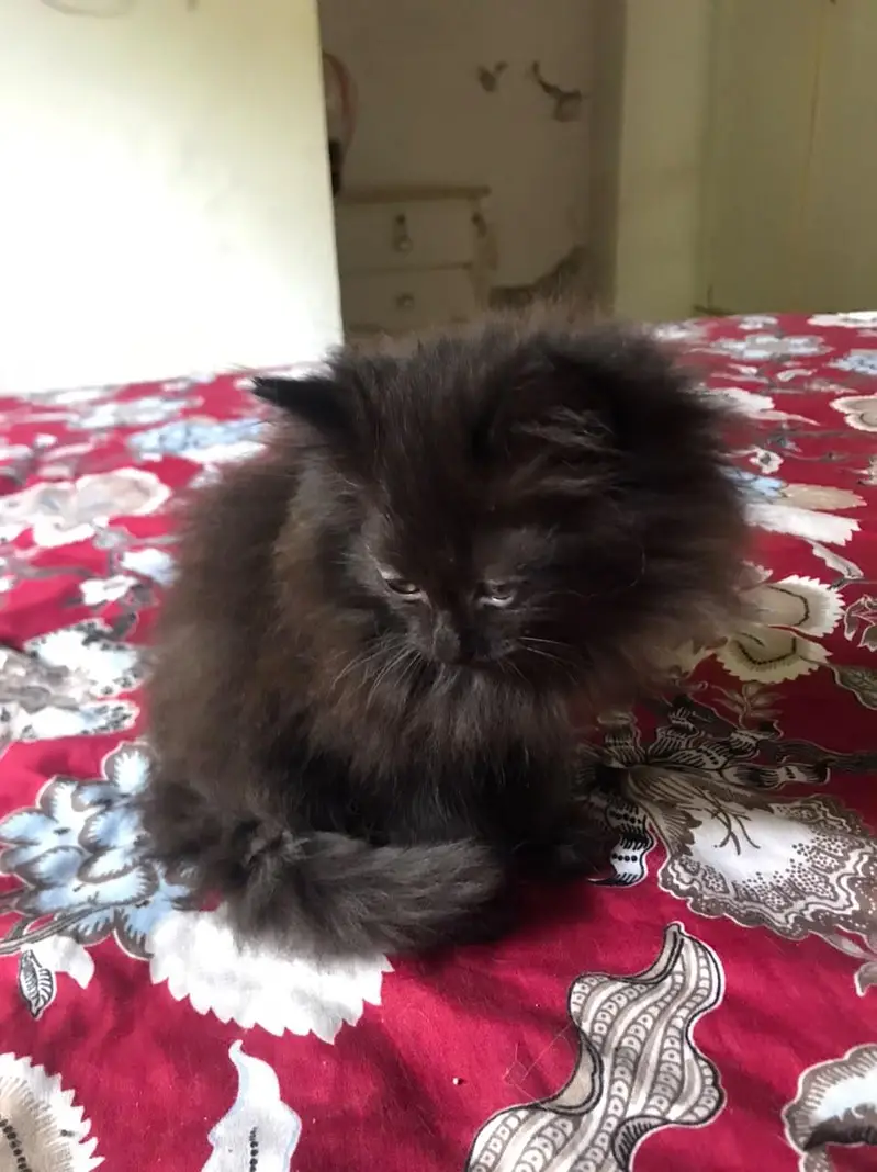 Triple coat Persian kittens — photo 6