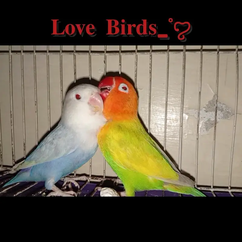 Love Birds Pale fallow. — photo 2