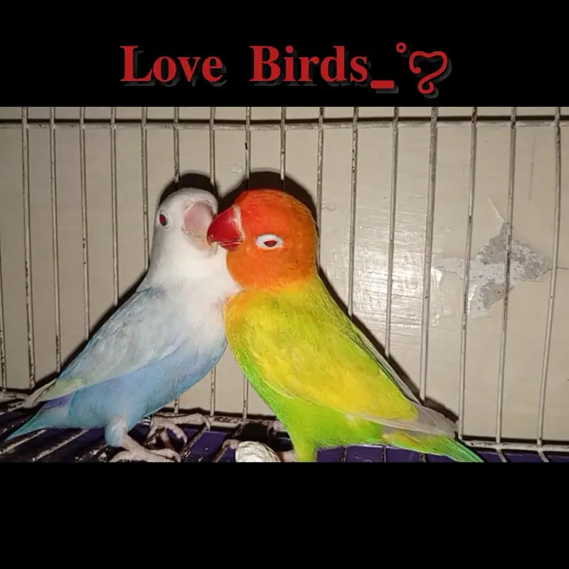 Love Birds Pale fallow. — photo 3