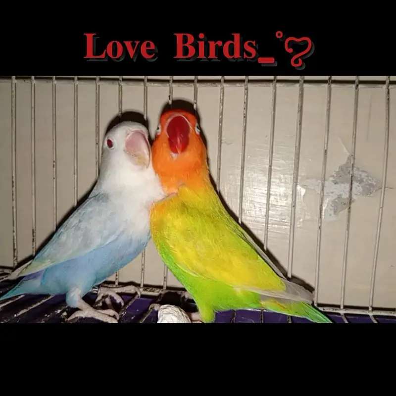Love Birds Pale fallow. — photo 4