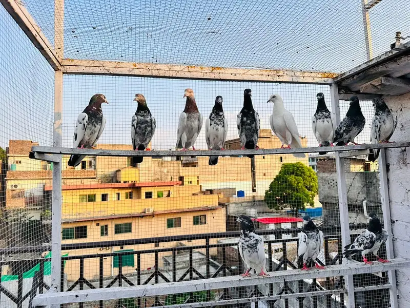 jurao Wala kubtur ha — photo 3