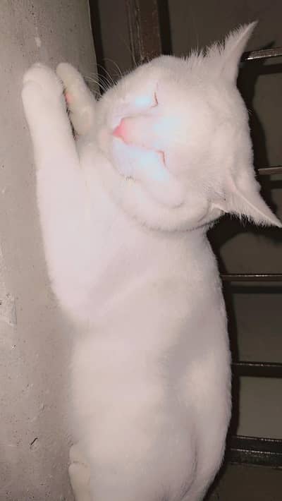 Cat for Sale