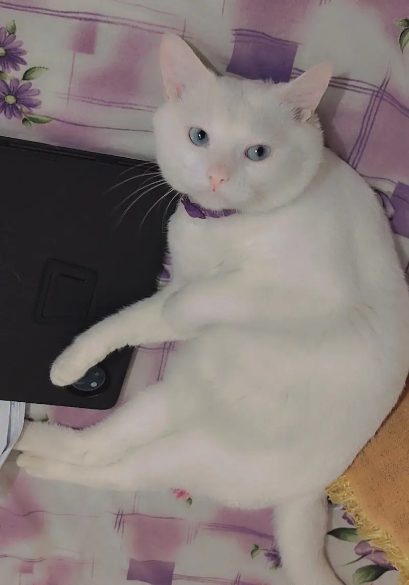 Cat for Sale — photo 3