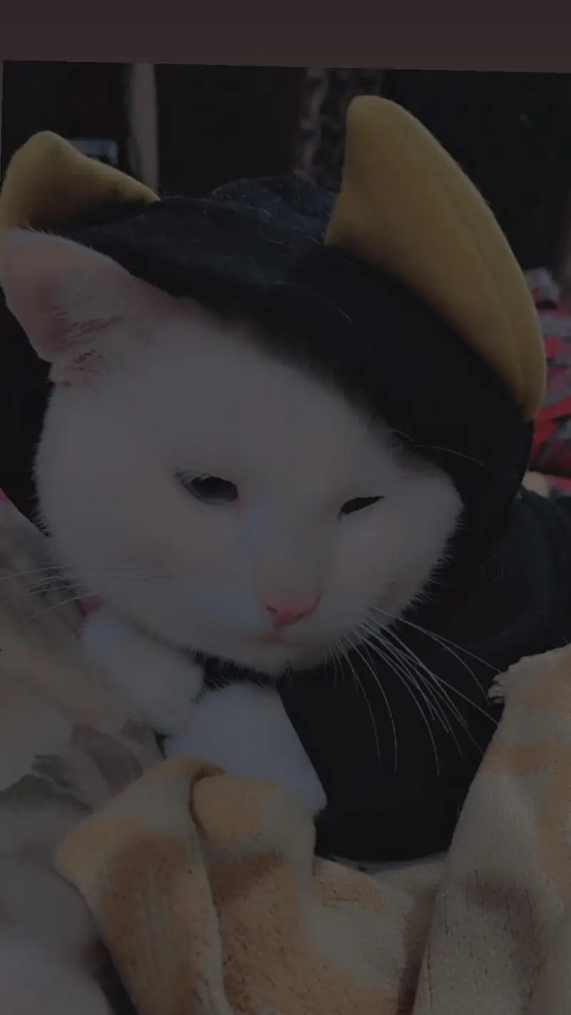 Cat for Sale — photo 4