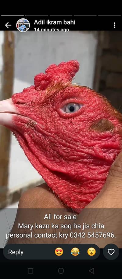 high quality murga ha blue eyes white nok nali ma 3 kg mora 33so wazn