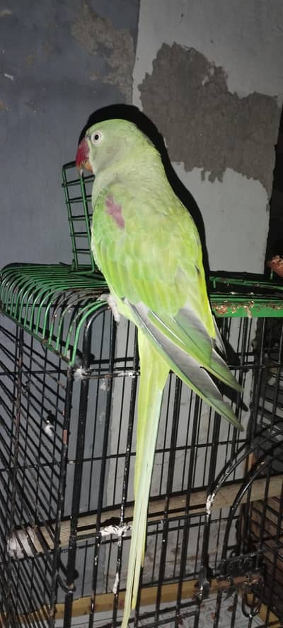 raw parrot 10 months old.