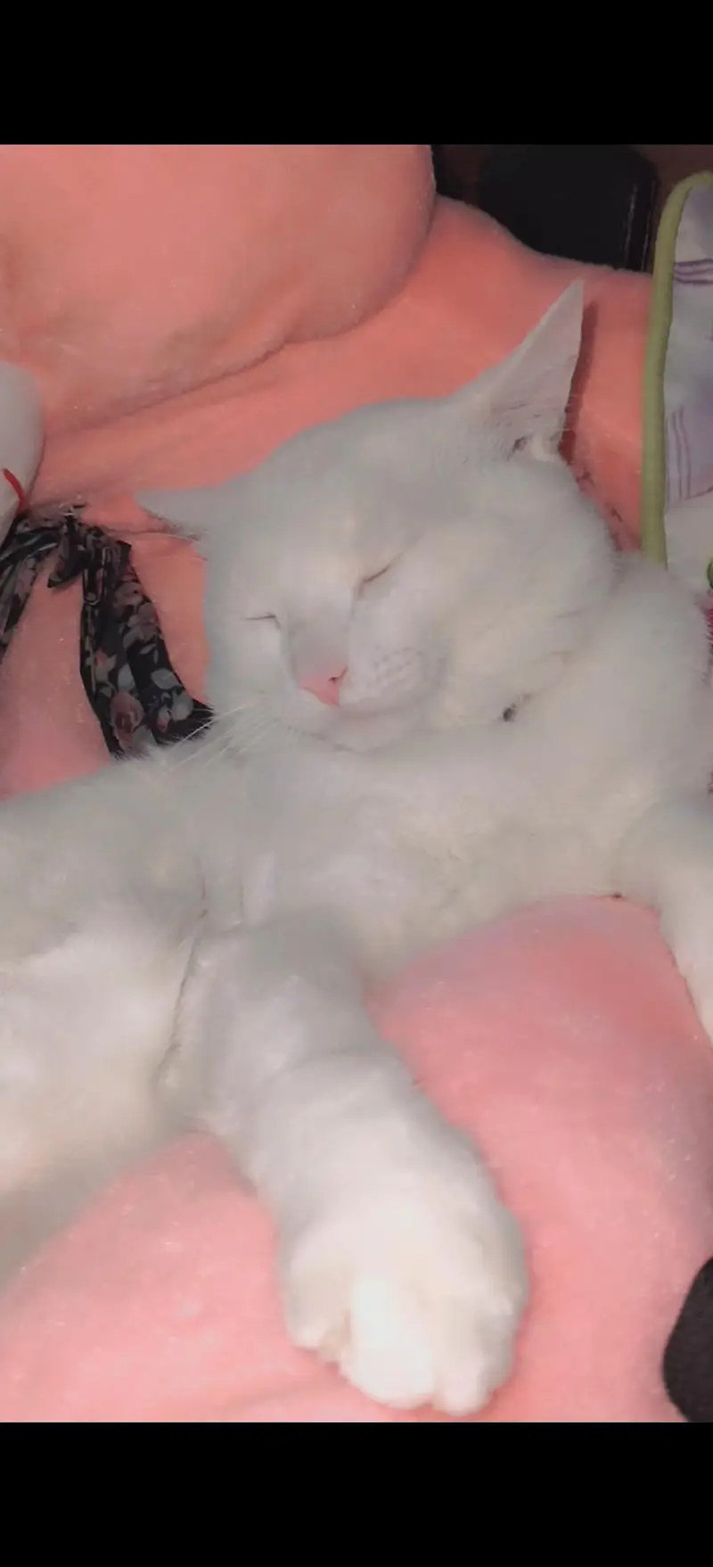 Cat for Sale — photo 7
