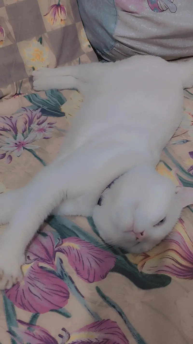 Cat for Sale — photo 8