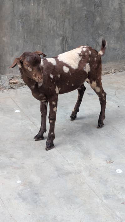 abluck/teddy/gulabi/male/kid/2027/goat/bakra/qurbani/ajraki/commando