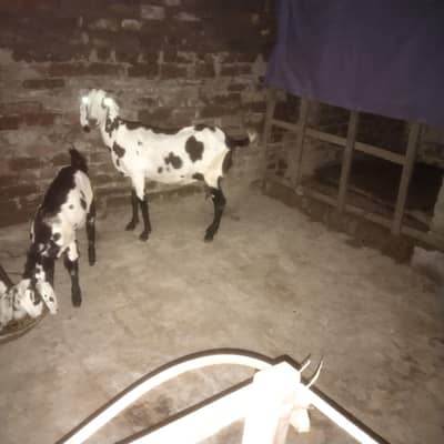 dogli bakri