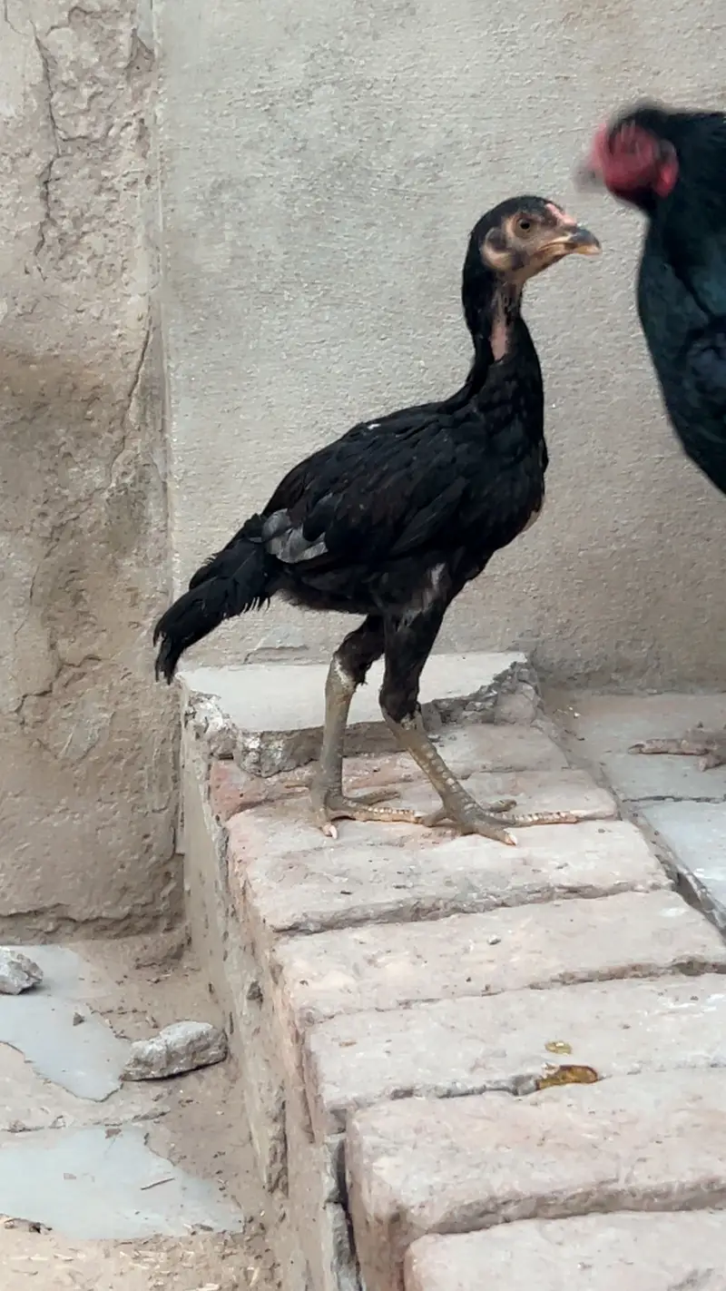 Aseel — photo 2