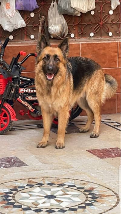 German shepherd for mating
