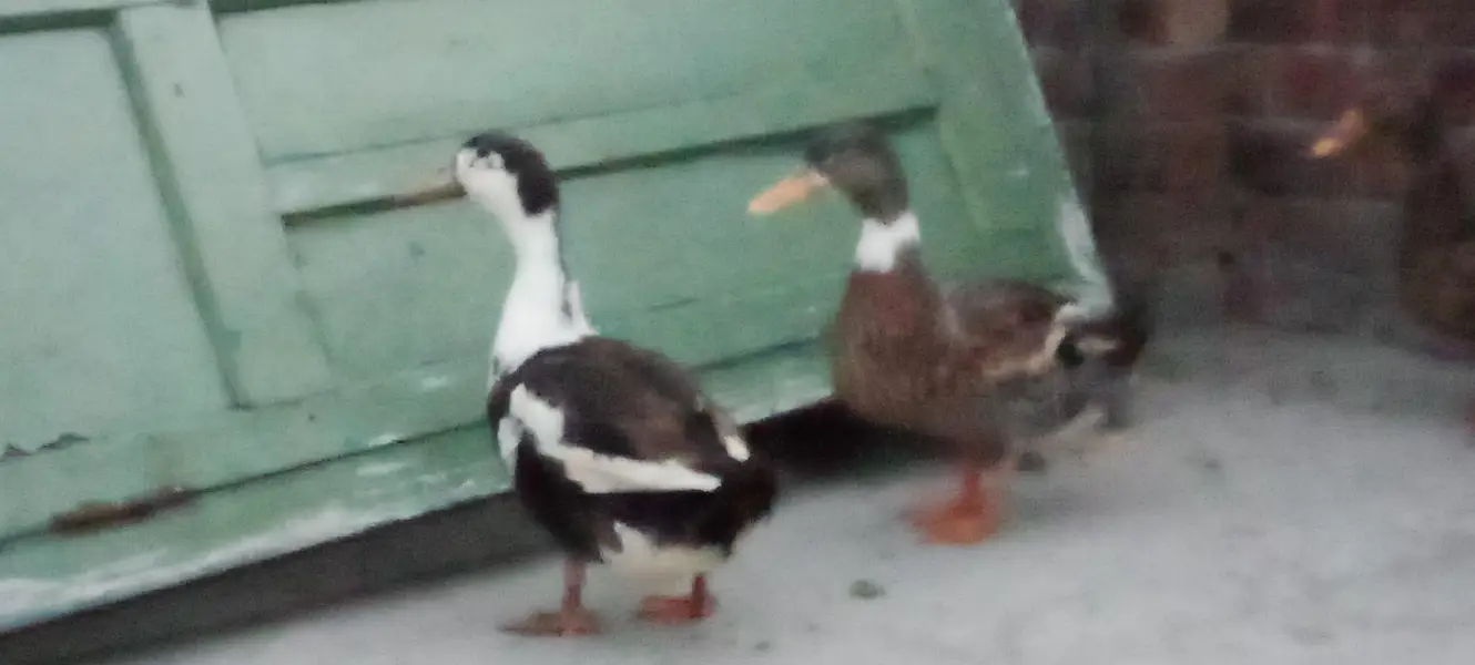 I am selling by ducks healthy and active