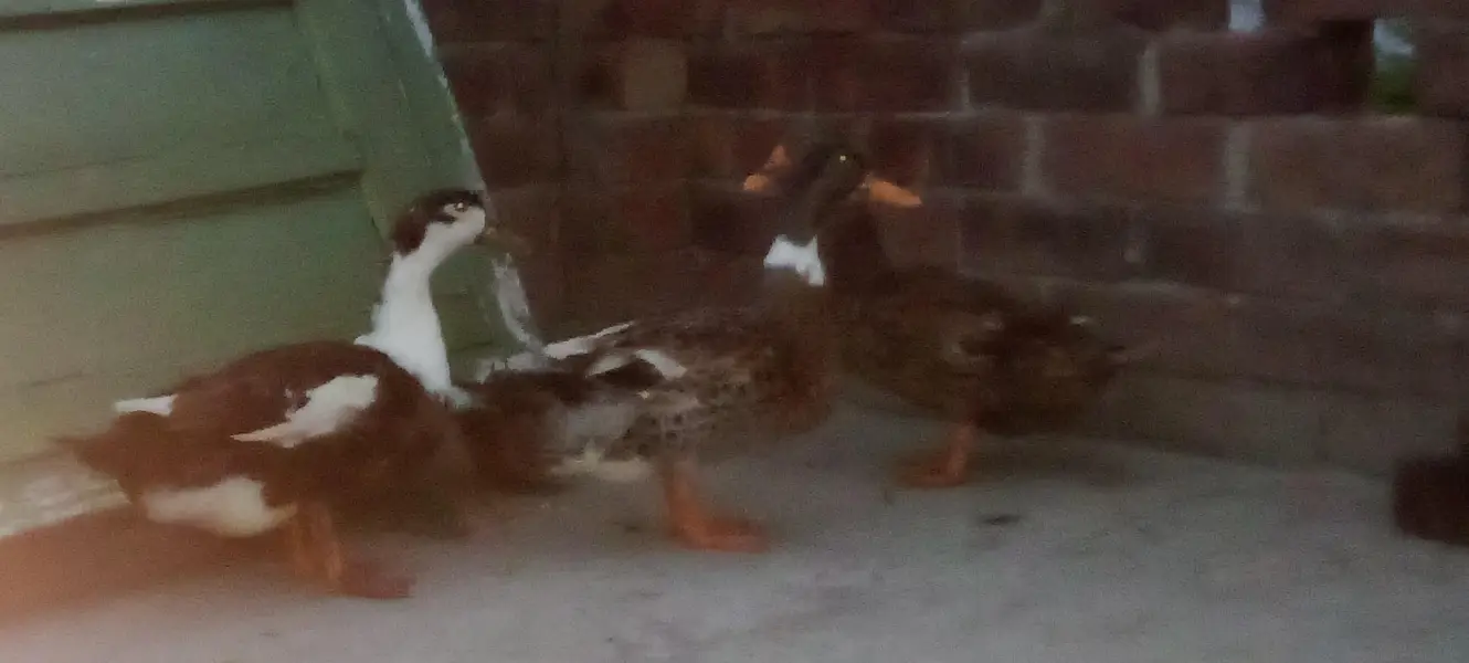 I am selling by ducks healthy and active — photo 2
