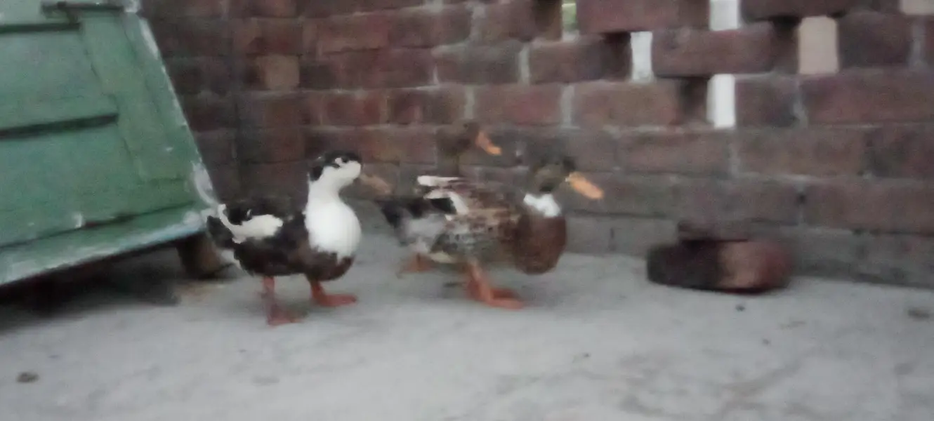 I am selling by ducks healthy and active — photo 3
