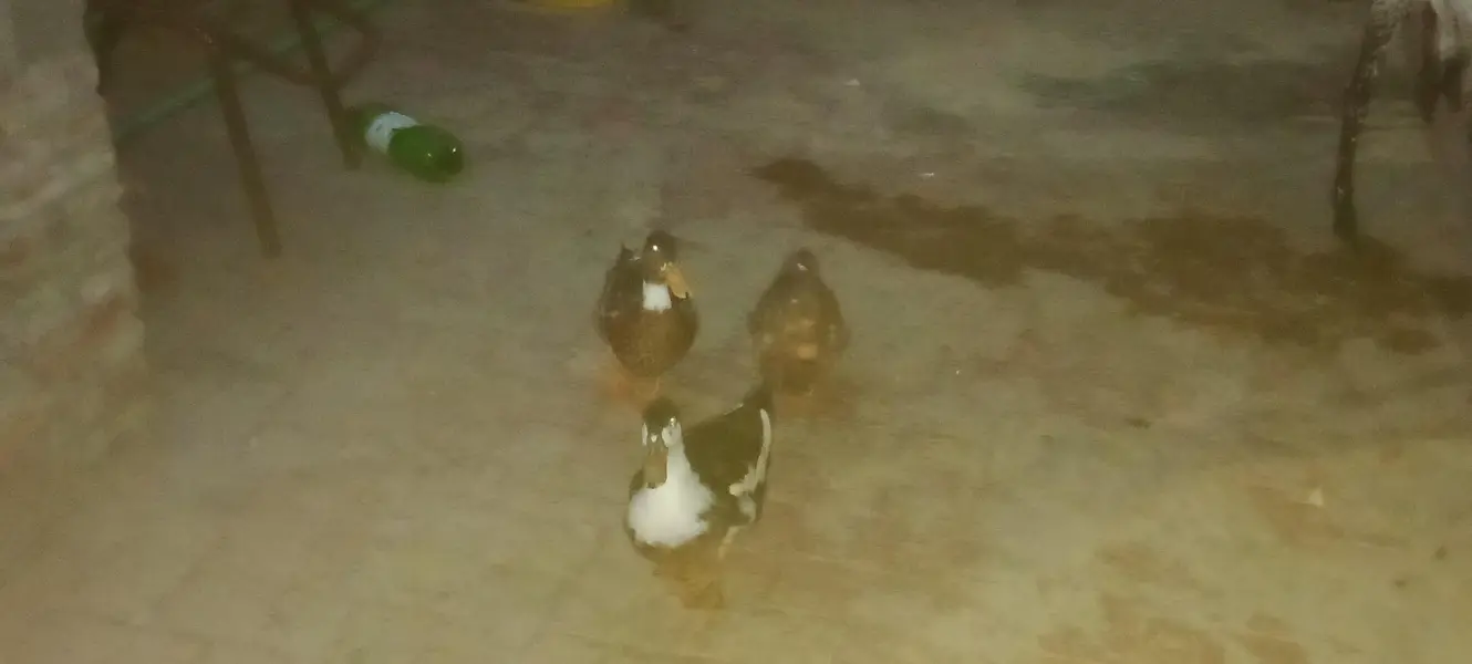 I am selling by ducks healthy and active — photo 4