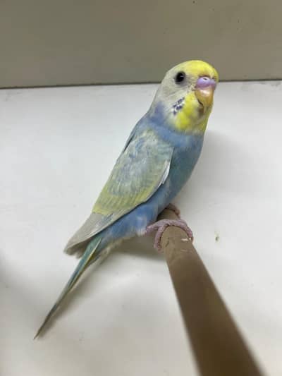 Rainbow Male CW GF