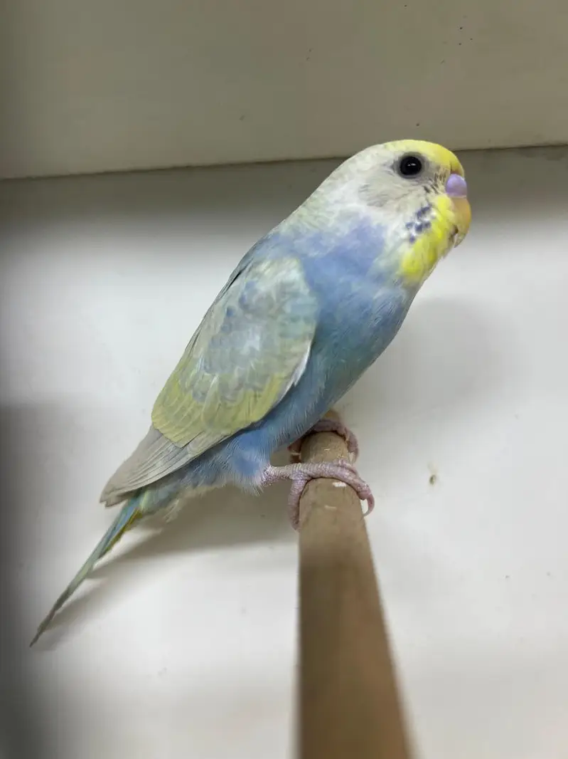 Rainbow Male CW GF — photo 2