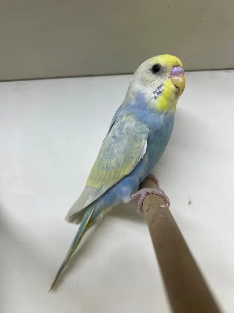 Rainbow Male CW GF — photo 3