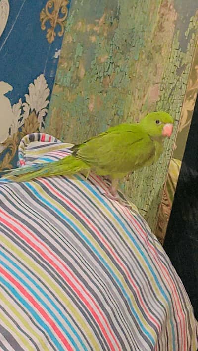 very friendly parrot